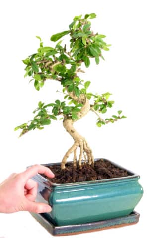 Carmona microphylla from our premium indoor collection of bonsai
