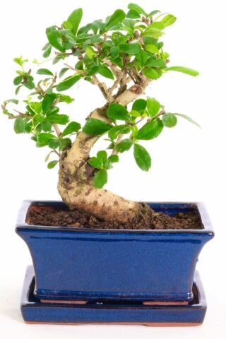 Chunky Charlie the Oriental Tea Tree bonsai