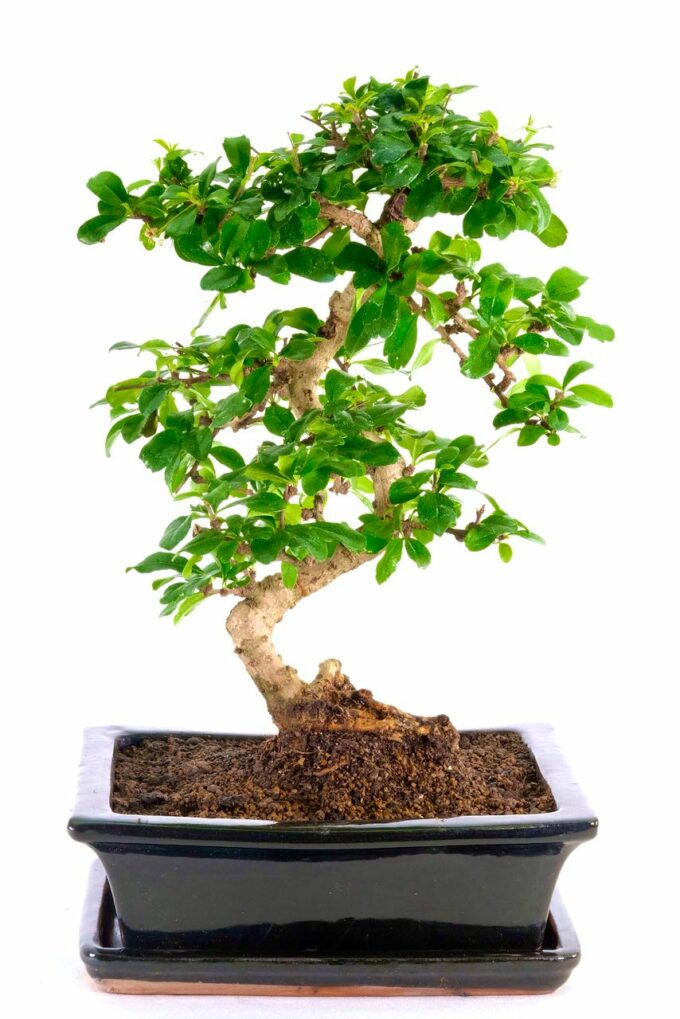 Tall and twisty Oriental Tea Tree bonsai