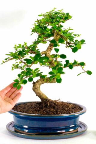 Truly outstanding and unique flower in the Bonsai