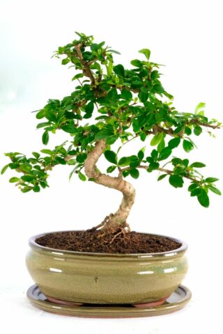 A truly spectacular and impressive flowering indoor bonsai for sale