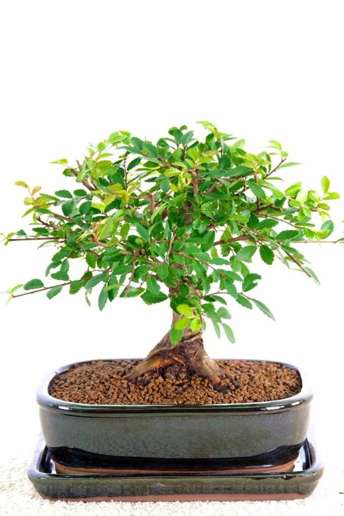 Adorable Chinese Elm bonsai for sale UK