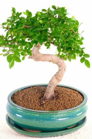 A captivating indoor bonsai for beginners