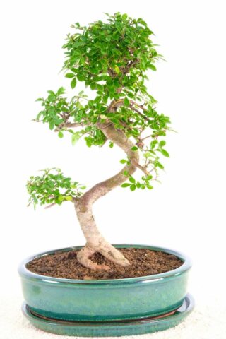 Picturesque Chinese Elm for sale UK