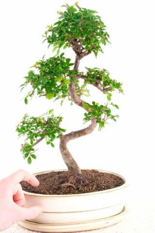 Twisty S shaped Chinese elm bonsai
