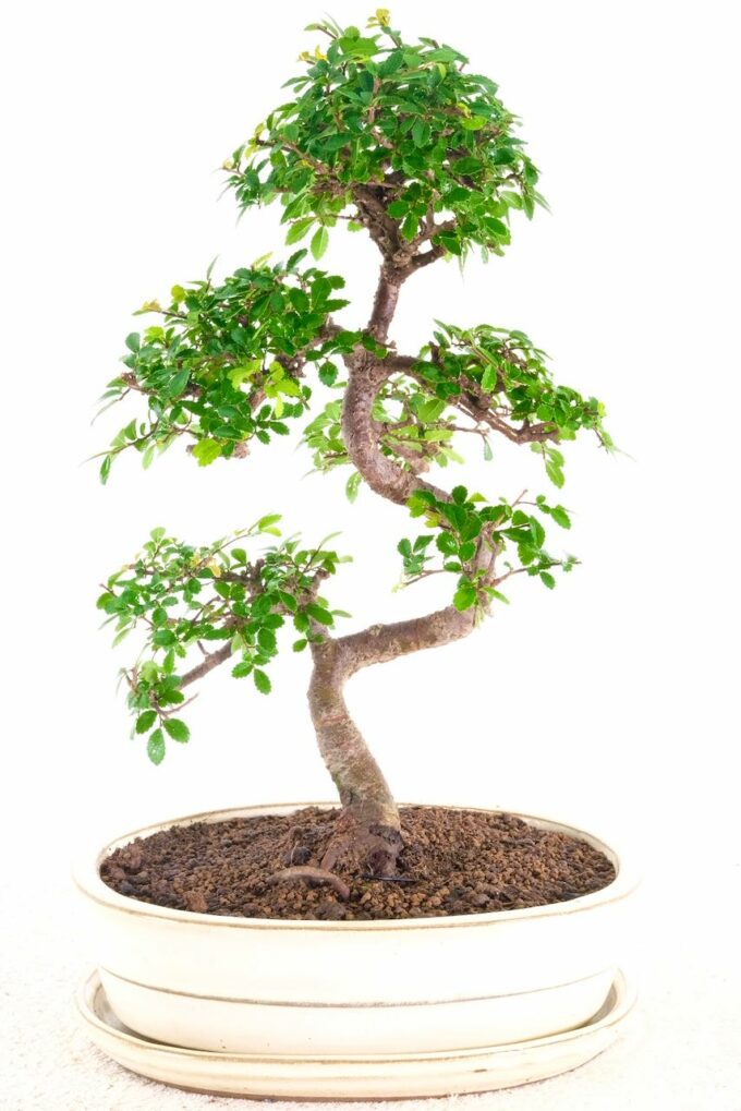 Highly refined beginners indoor Bonsai for sale