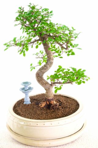 Lovely indoor bonsai from a premium collection