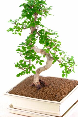 You're very pretty indoor bonsai with fluttery leaves