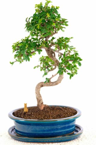 An inspired and artistic Bonsai for sale