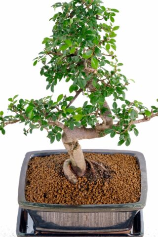 A very cute beginners indoor bonsai with sensational root flare