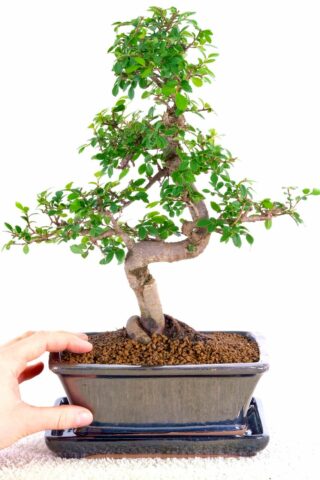 A favourite indoor bonsai for beginners from our premium range