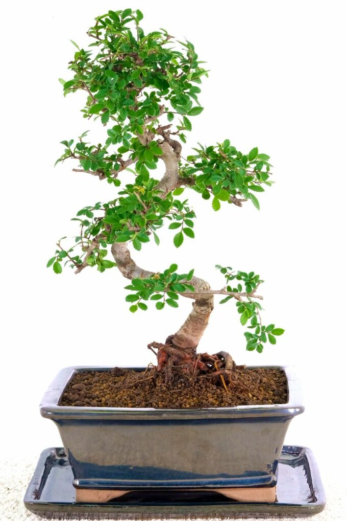 Premium indoor twisty elegant bonsai for sale