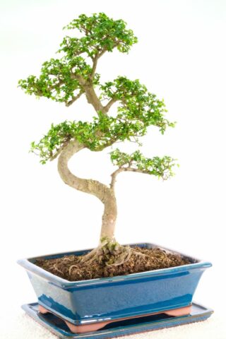 A wondrous Bonsai in mid blue pot from a premium collection