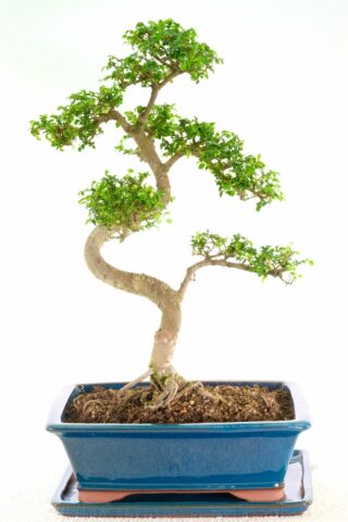 Large and impressive highly refined beginners Bonsai for sale