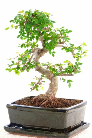 Chunky & powerful beginners indoor bonsai for sale