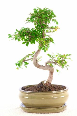 Highly refined Chinese elm bonsai from our premium collection