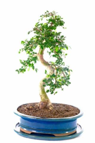 A wondrous bonsai in gorgeous teal pot