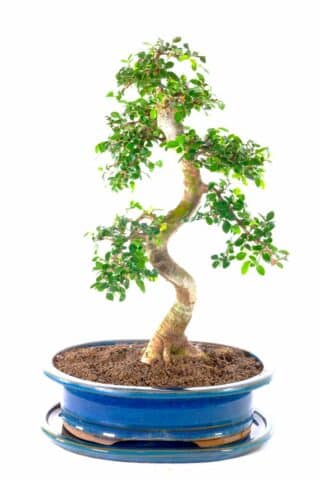 Truly sensation Specimen Range Chinese Elm bonsai in teal pot