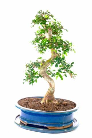 Captivating & majestic beginners indoor bonsai