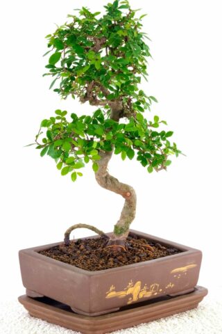 Chinese Elm with s-shaped trunk and rich foliage pads