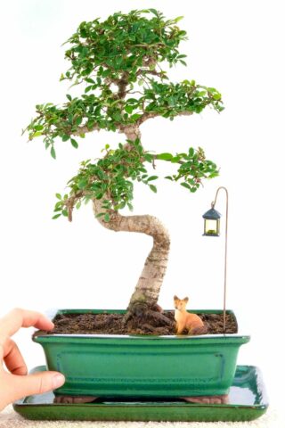 Twisty and twiggy excellence range indoor bonsai