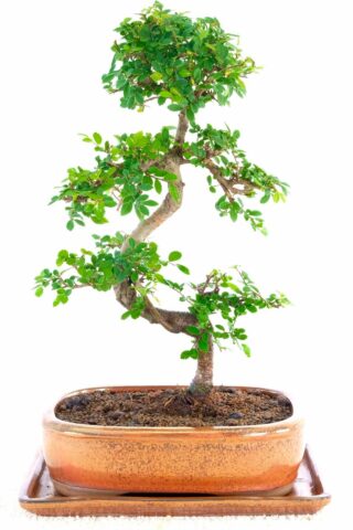 highly Defined Chinese Elm Bonsai in Copper ceramic pot with matching drip tray