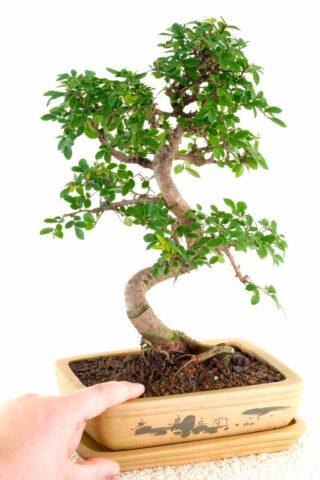 Chinese elm on special offer form premium collection