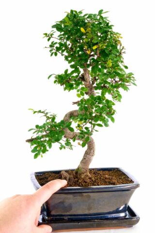 A super woodland style beginners premium indoor bonsai for sale