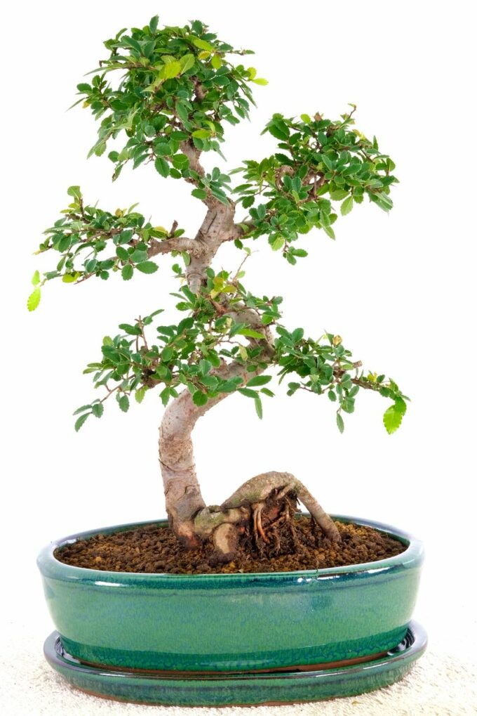 Superb character little bonsai for beginners