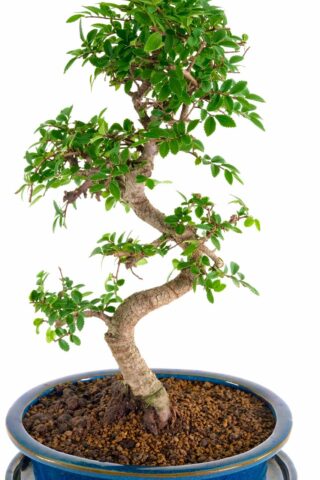 Expertly designed beginners indoor bonsai in teal pot