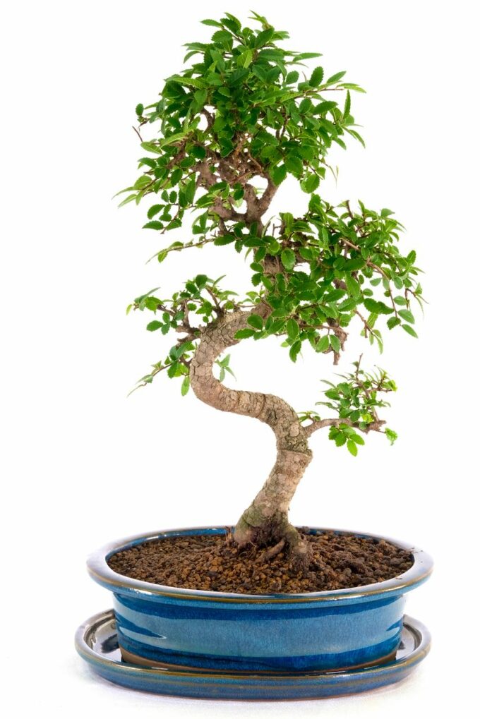 A beautifully refined indoor bonsai from premium collection
