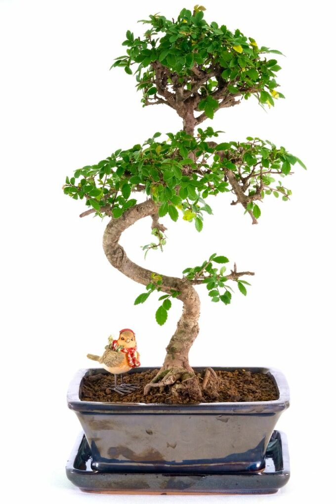 Wonderful Chinese Elm bonsai for sale UK