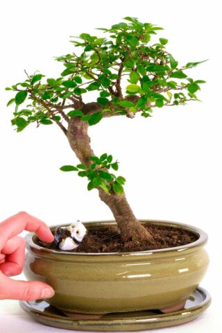 Charming Chinese elm for beginners with panda symbolising friendship