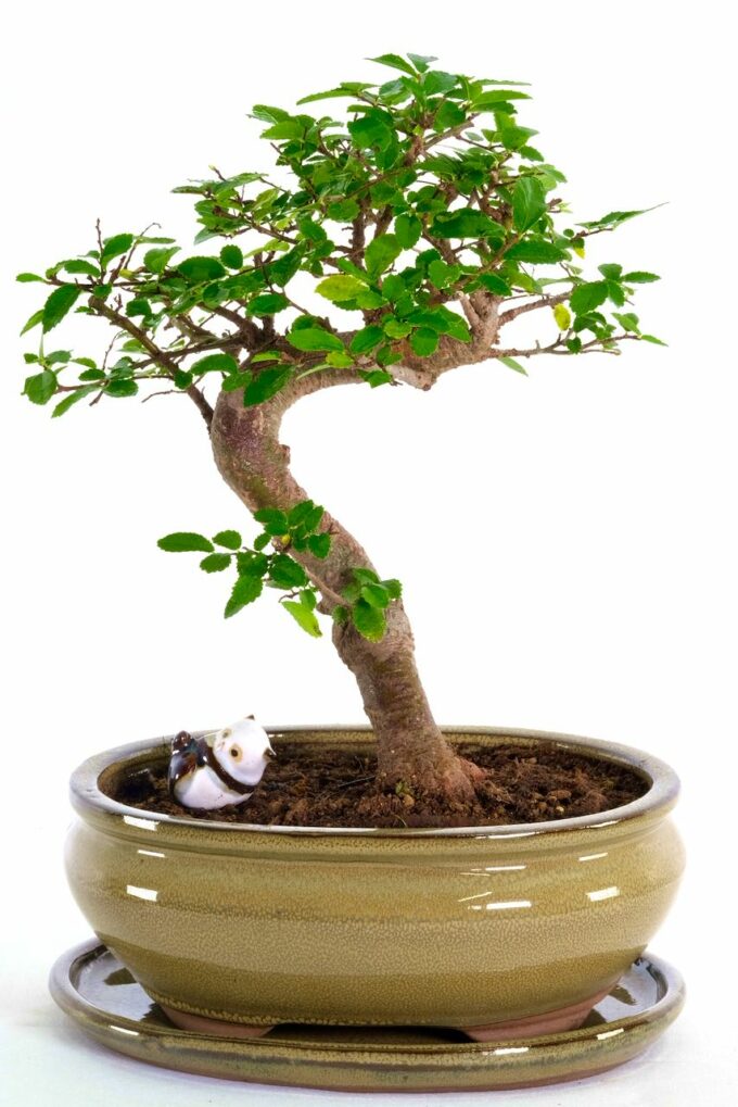 Simple clean lined and beautiful twisty beginners bonsai with panda