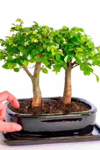 Twin premium collection beginners indoor bonsai