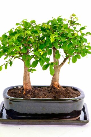 A wondrous miniature twin beginners bonsai for sale