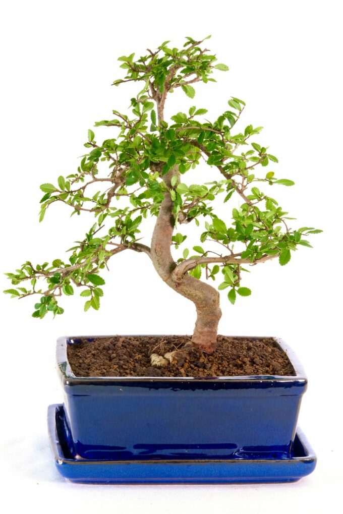 A very pretty beginners twiggy bonsai from premium collection