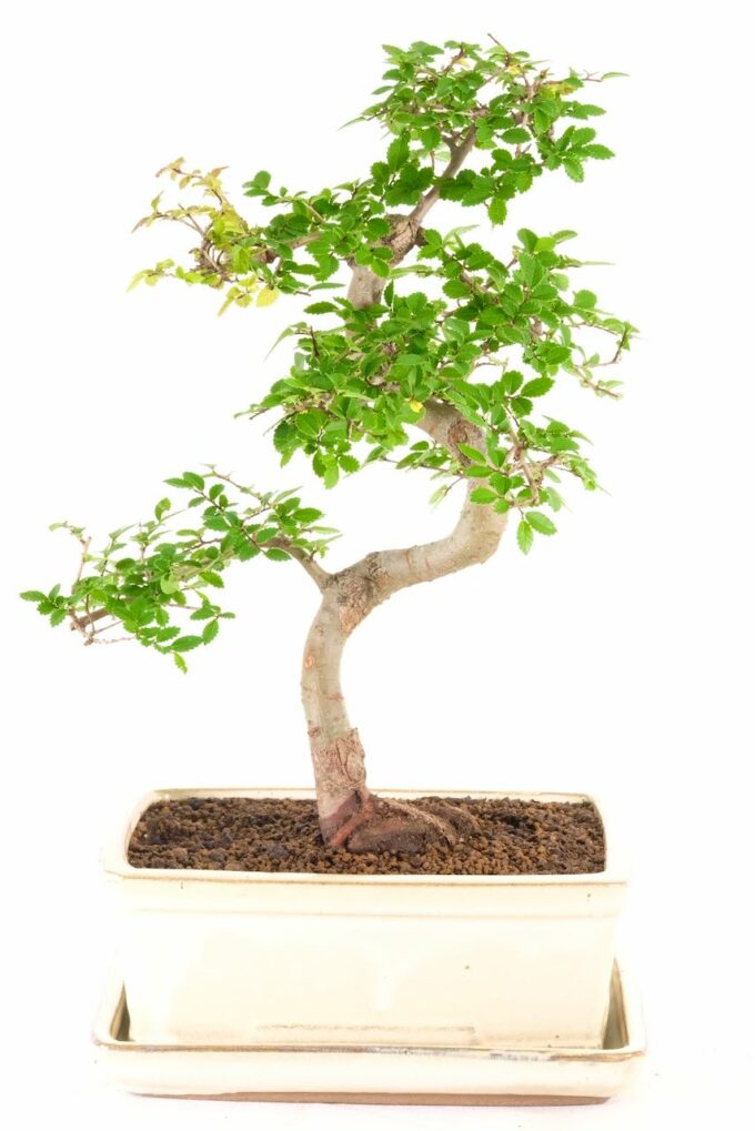 A wonderful curving S_-Shaped indoor bonsai from our premium collection