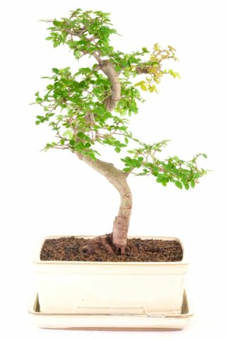 A delightful Chinese elm bonsai favourite in cream pot