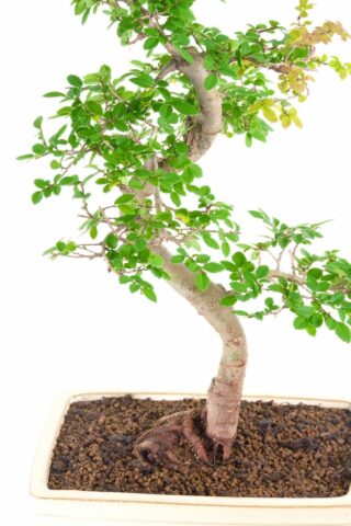 An elegant bonsai with twisty structure