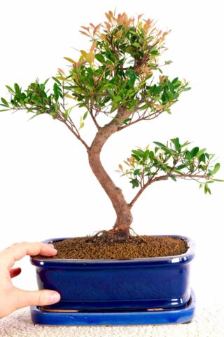 Roseapple Bonsai in royal blue ceramic pot with matching drip tray