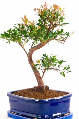 Roseapple Bonsai symbolises Joyful living and good fortune, perfect gift for a loved one