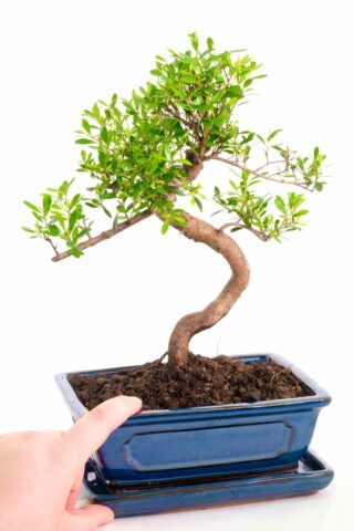 Roseapple indoor bonsai for beginners