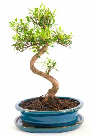 highly refined rosepple myrtle flowering bonsai for sale