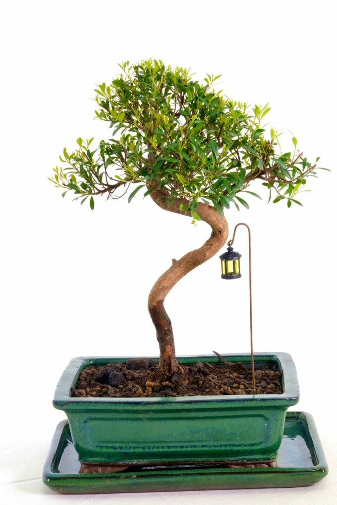 Superb Indoor Oriental Myrtle / Roseapple bonsai