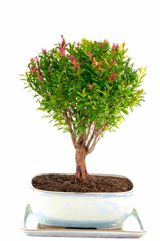 Multi-stemmed Oriental Myrtle bonsai for sale UK