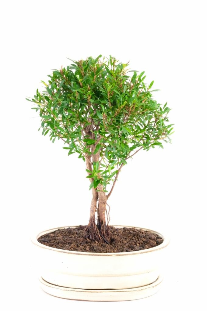 Cute and Artistic twin Roseapple bonsai tree