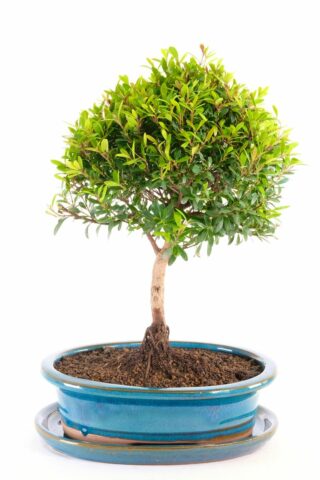 Unique and interesting Roseapple bonsai