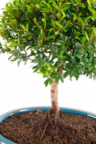 'Lollipop-style' oriental bonsai tree UK