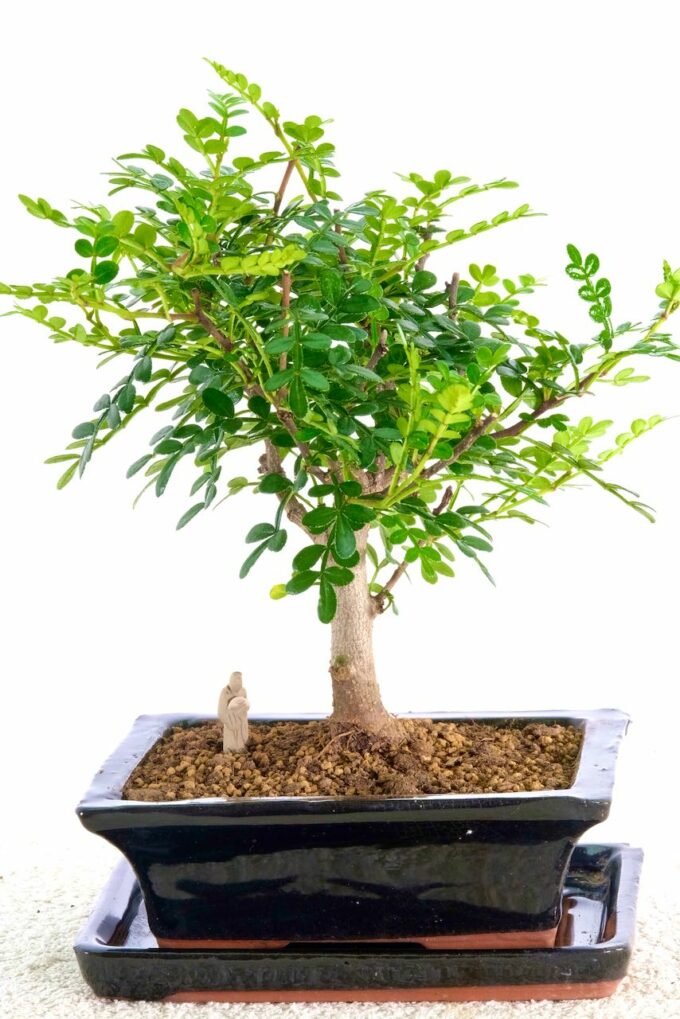 Orchard-style Aromatic Pepper bonsai for sale UK